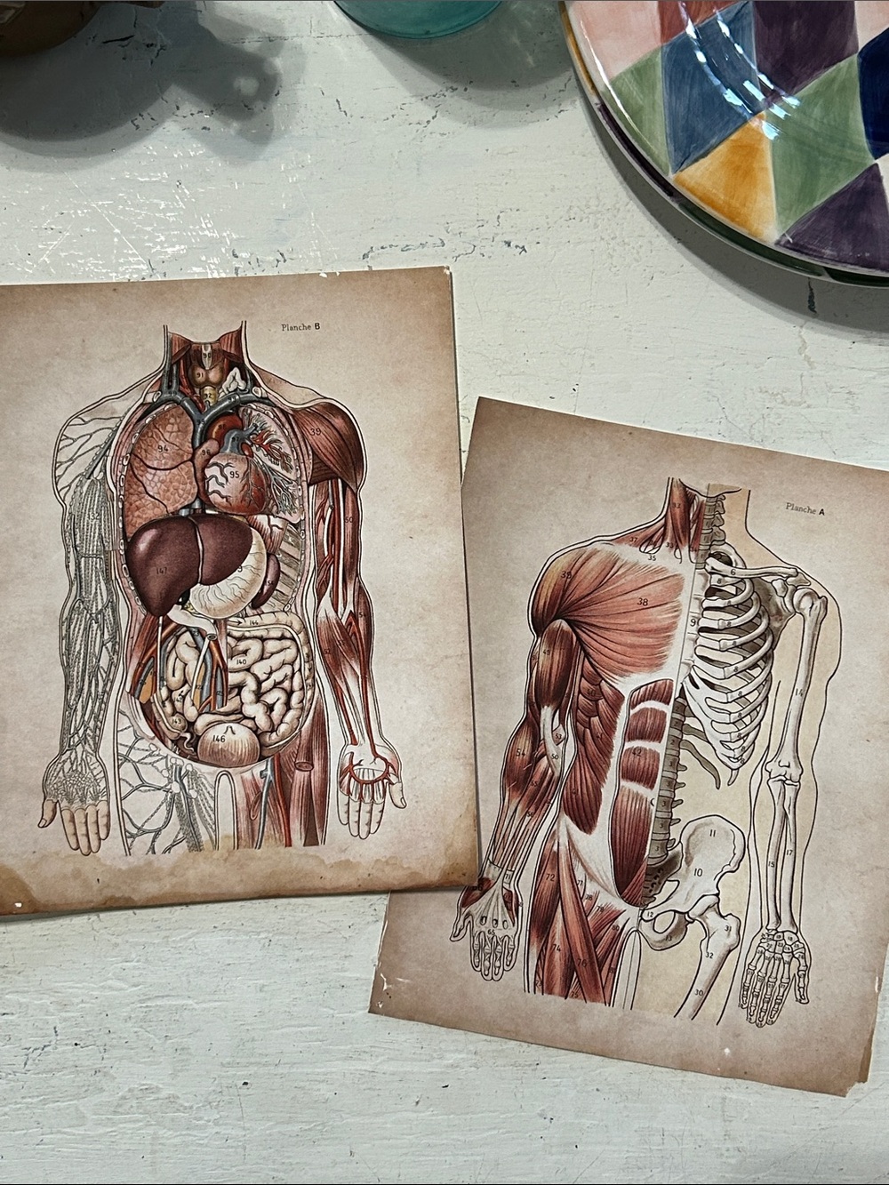 Pair of Anatomical Vintage Human Body Art Prints